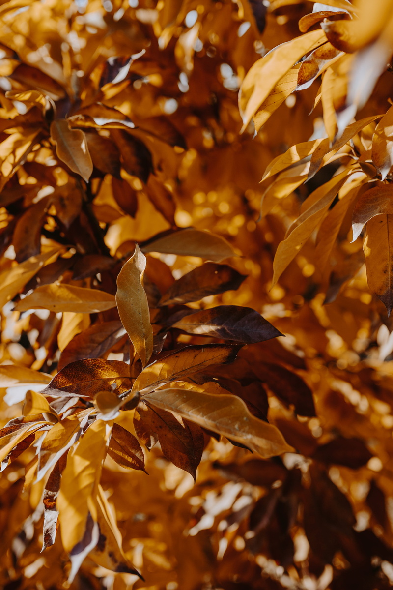 close-up, growth, yellow, tranquility, backgrounds, plant part, sunlight, maple leaf, full frame, fall, leaf, nature, plant, orange, no people, change