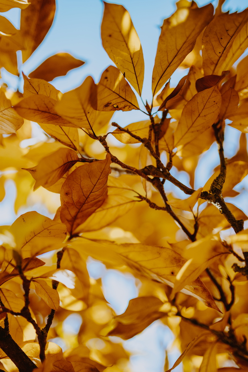 leaf, leaves, orange, sky, nature, tree, branch, vulnerability, day, focus on foreground, change, 5K, plant, maple leaf, magnolia, yellow, beauty in nature