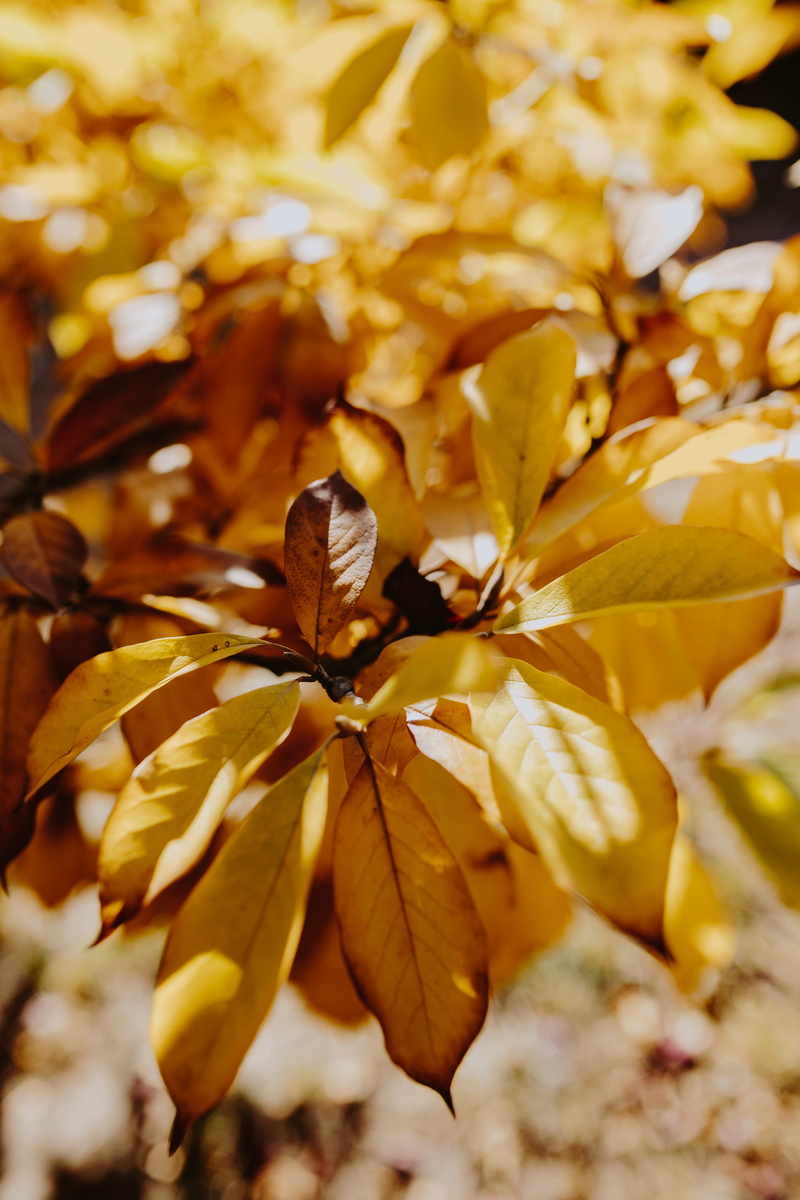 fall, vulnerability, growth, magnolia, yellow, full frame, nature, close-up, change, 5K, outdoors, plant, focus on foreground, day, maple leaf, fragility