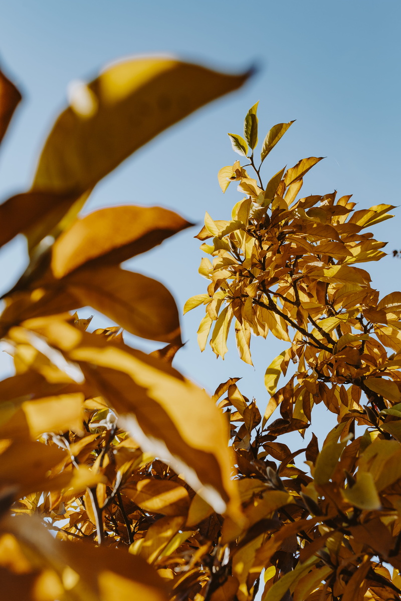 growth, autumn, freshness, close-up, sky, 5K, yellow, magnolia, no people, change, leaf, selective focus, leaves, low angle view, natural condition, outdoors