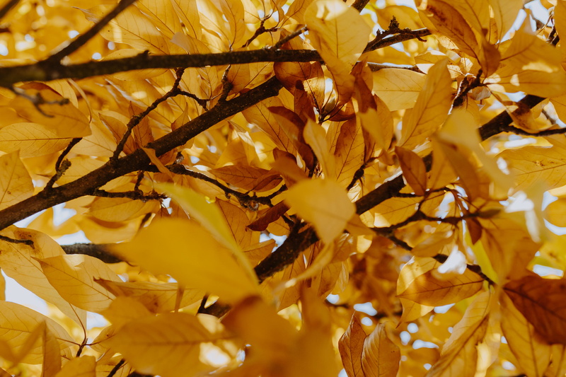 yellow, full frame, nature, change, plant, close-up, leaf, plant part, tree, growth, fragility, beauty in nature, no people, fall, maple leaf, vulnerability