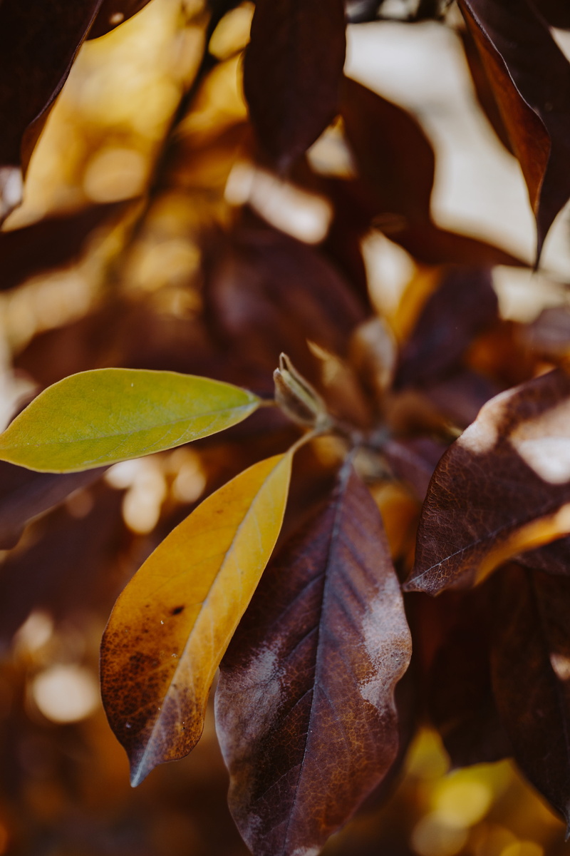 close-up, plant part, leaf, selective focus, orange, freshness, magnolia, yellow, outdoors, nature, focus on foreground, food, natural condition, fragility
