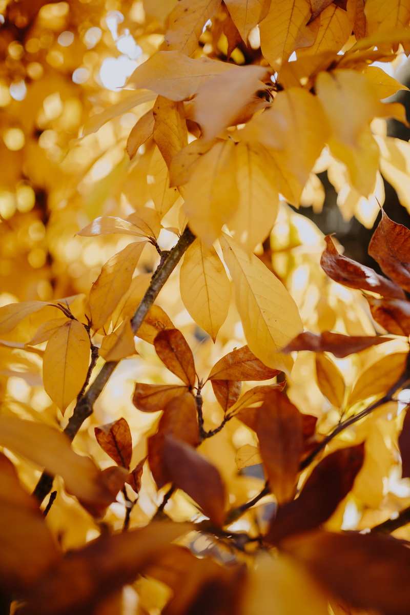autumn collection, beauty in nature, freshness, backgrounds, 5K, no people, yellow, plant, magnolia, change, close-up, fall, maple leaf, branch, orange