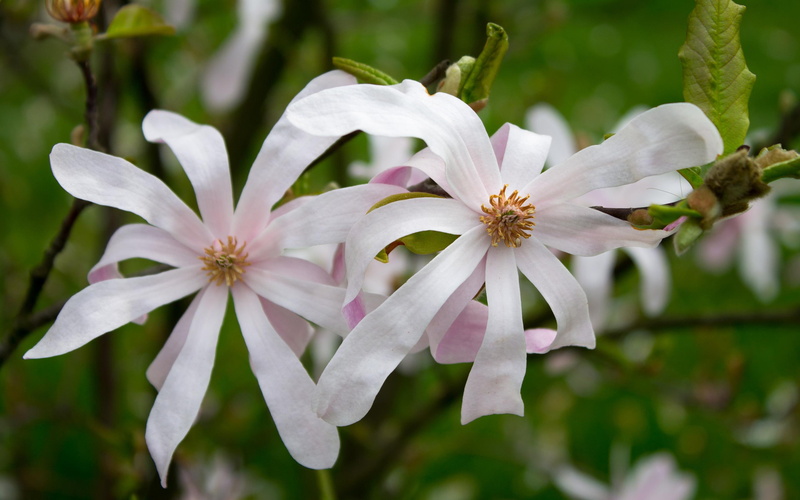 magnolia, magnolias, petaled, 2K, flowers, 2880x1800, white