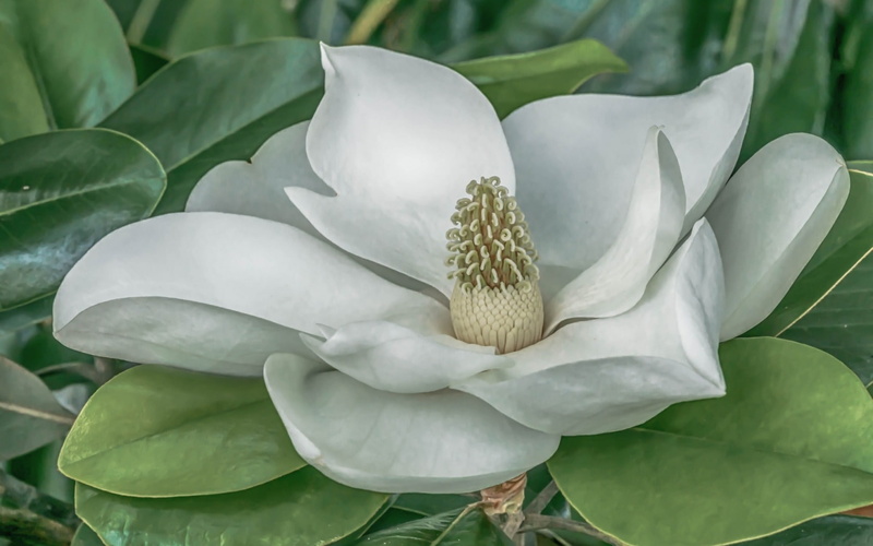 white, spring, green, flower, 720P, Magnolia