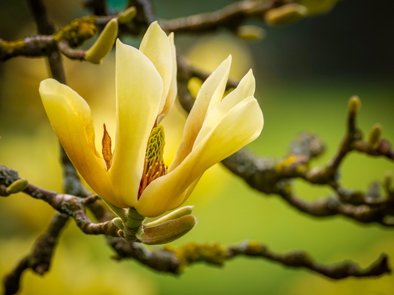 nature, close up, day, card greeting, bud, no people, plant, flower, growth, flowering plant, springtime, lighting, spring flower, blossom, petal, beauty in nature