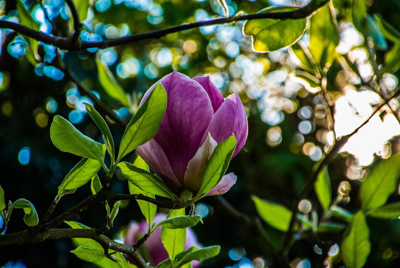 tree, plant, glare, pink color, freshness, saucer, growth, close-up, leaf, plant part, flowering plant, petal, beauty in nature, inflorescence, branch