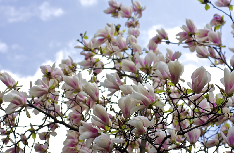 no People, blossoming, season, vulnerability, flower Head, close-up, petal, purple, formal Garden, beauty In Nature, botany, spring, flowering plant, growth