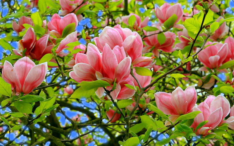 flowers, desktop, flower, images, hd, photo, 2K, magnolia, pictures