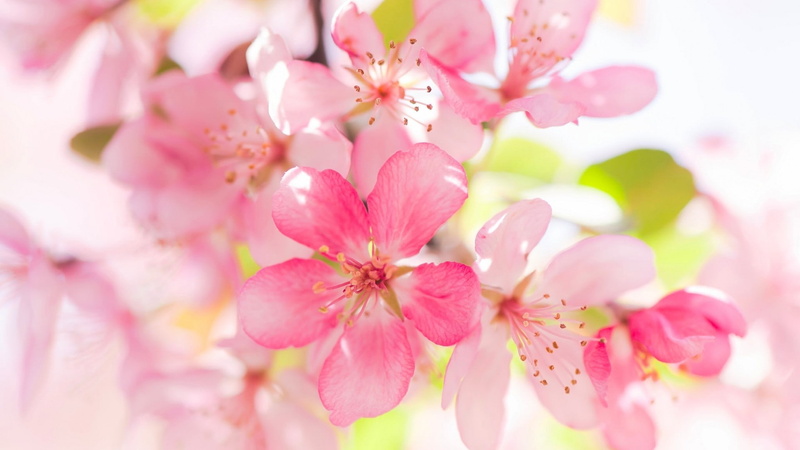 apple blossom, blossom, 1080P, apple