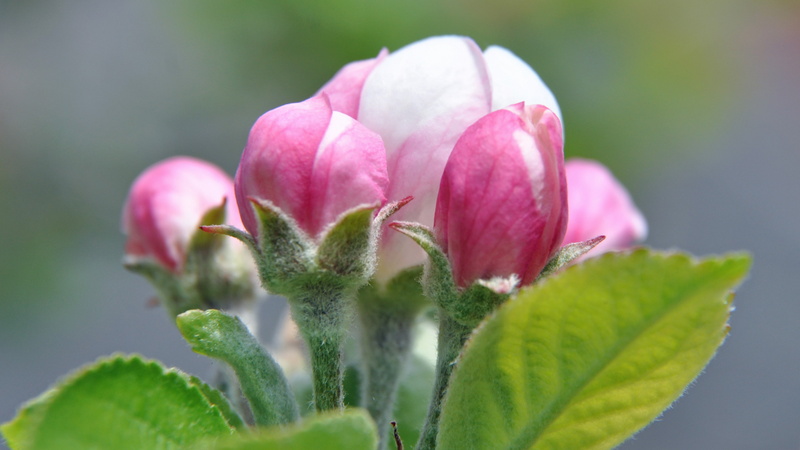 flowers, 2K, plants, Apple Blossom, outdoors, blurred
