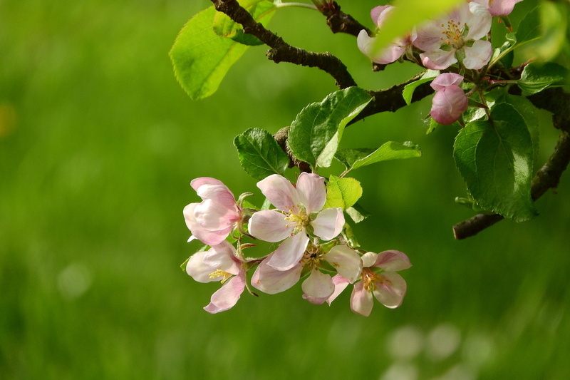 purple, fruit, bud, flower fruit tree, beauty In Nature, pink flower, apple, Fruit Tree, outdoors, fragility, season, flowering tree, plant, branch, pink color