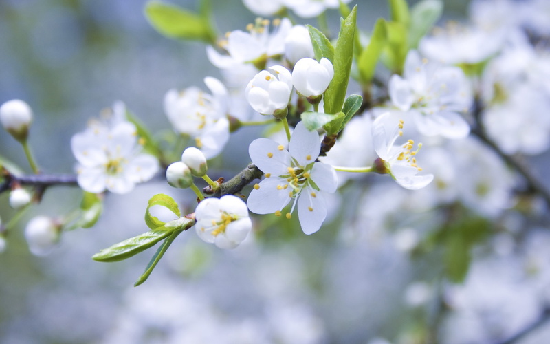 2K, Petals, buds, Flower, Blossom, Apple, White, Branch
