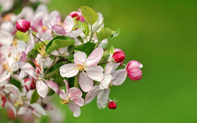 1080P, nature and landscapes, apple, beautiful, nature, apple trees, flowers, blossoms