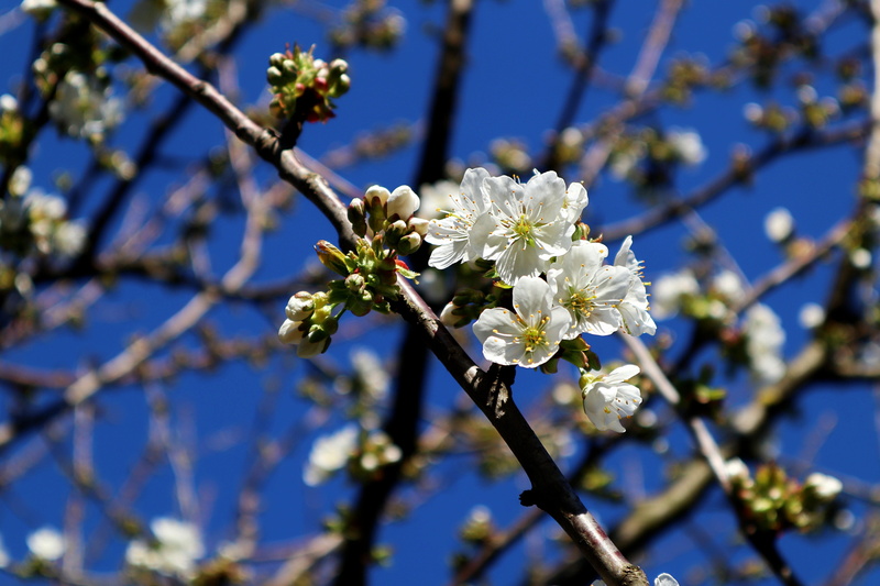 beauty in nature, apple tree, cherry blossom, no people, bloom, branches, outdoors, apple blossom branch, growth, close-up, fruit tree, apple, aesthetic