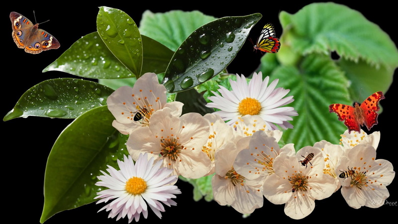 apple blossoms, cherry blossoms, spring, 3d and abstract, leaves, memories, butterflies, 1080P, daisies
