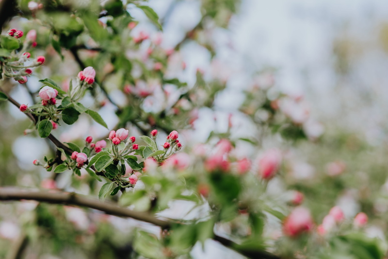 blooming, green color, plant, trees, no people, pink color, growth, plant part, beauty in nature, tree, close-up, fragility, ornamental garden, green, day