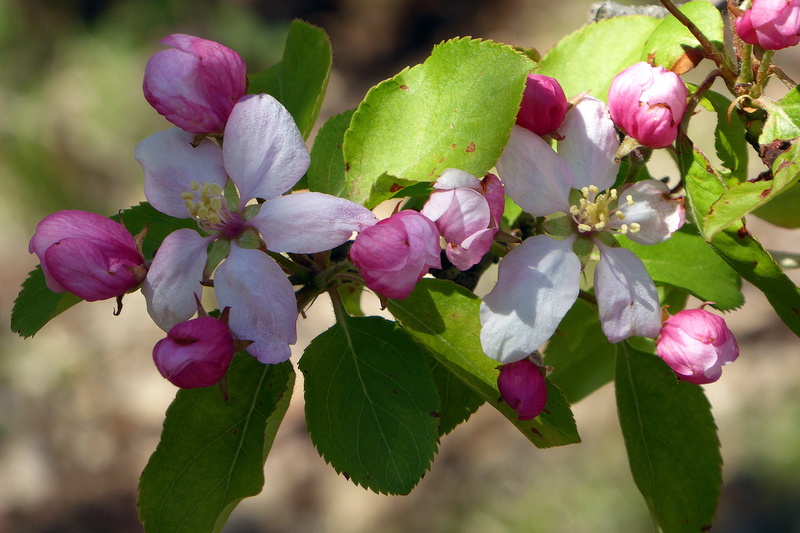 vulnerability, day, flower blossom, tree, close-up, apple flower, nature, no people, flowering plant, outdoors, beauty in nature, flower, apple blossom images
