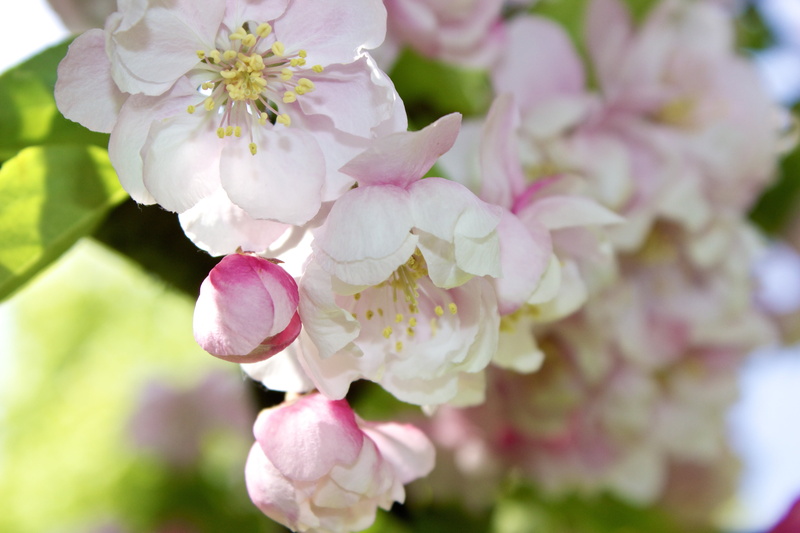 white, spring, tree, leaf, pink Color, 5K, blooms, flower Head, petal, buds, outside, bunch of flowers, plant, blossom, lilac, beauty in nature, flower