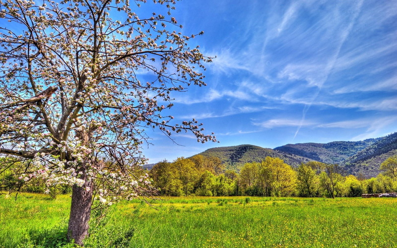 1080P, flowers, blooming, blooms, trees, apple blossoms, beautiful, nature and landscapes, apple, nature, tree