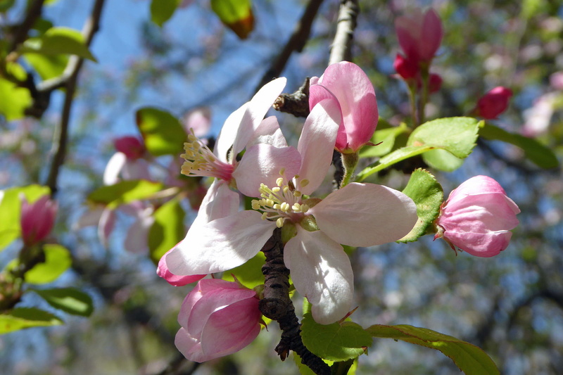 freshness, no people, pink, beauty in nature, blossom, apple blossom pictures, spring, tree, apple, inflorescence, pollen, pink flowers, plant, apple flower