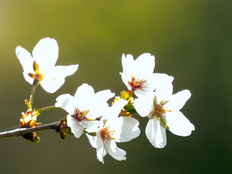 fragility, close-up, tree, apple, inflorescence, flowering plant, plant, beauty in nature, 1080P, outdoors, apple blossom pictures, pictures of flowers