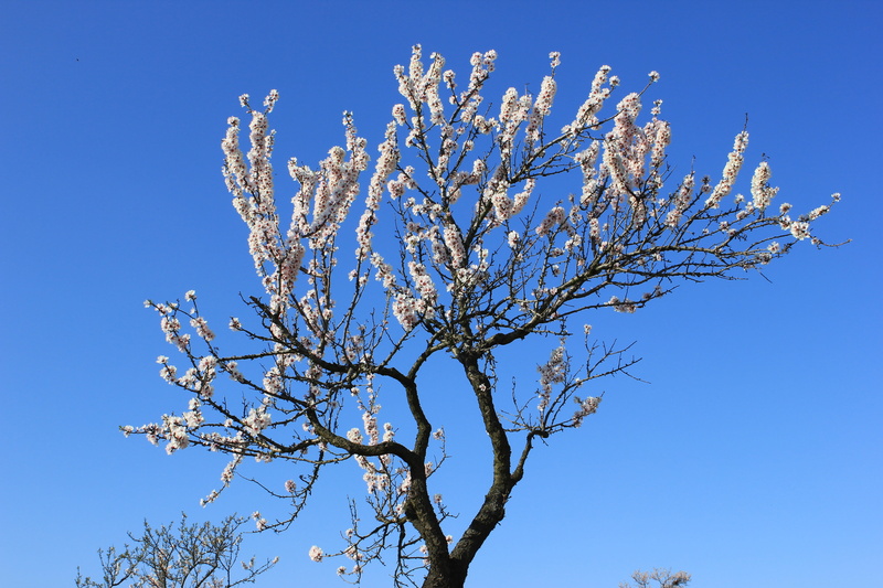 cherry blossom, nature, no people, blossom, clear sky, tree, branch, flower, fruit tree, low angle view, sunlight, fragility, springtime, Earth, flowering plant