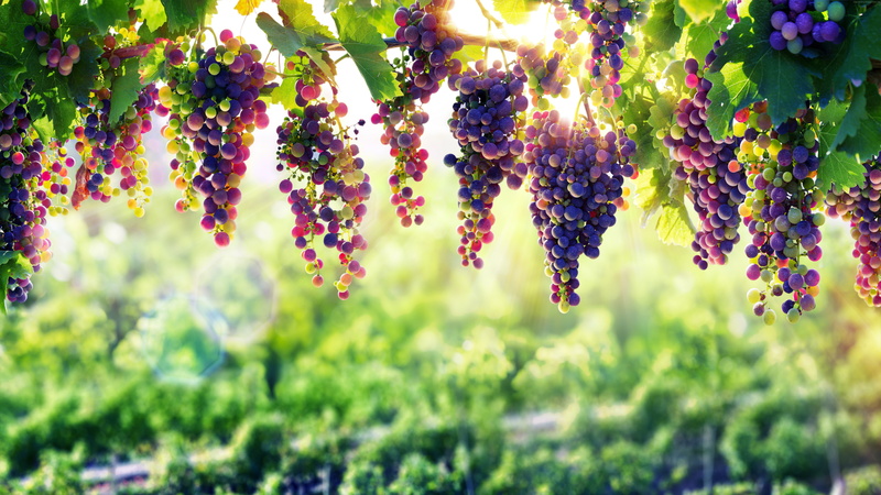 grapes, selective focus, flowering plant, fruit, outdoors, day, nature, tree, focus on foreground, healthy eating, beauty in nature, 8k, plant, growth
