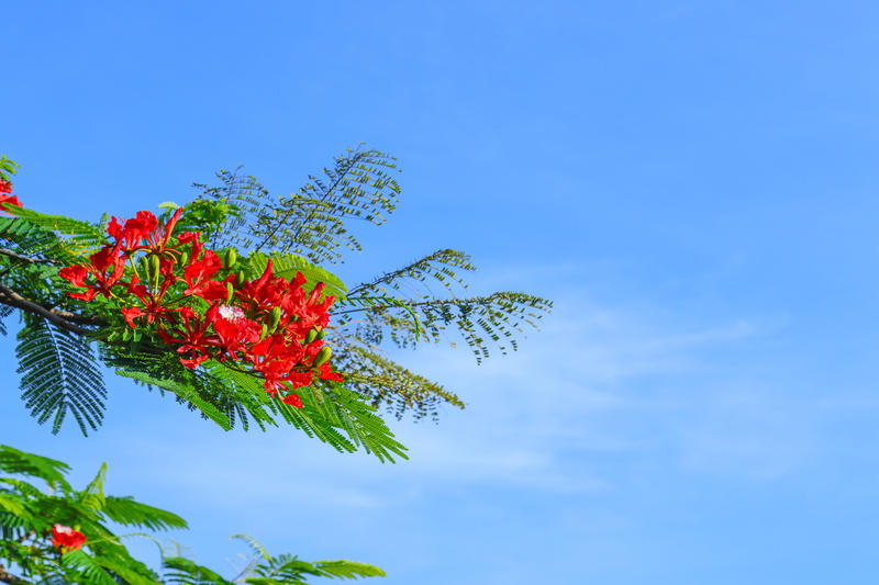 tree, growth, plant, low angle view, leaf, blue, red, nature, flowering plant, flower, copy space, sky, flower head, cloud - sky, phoenix flower, outdoors