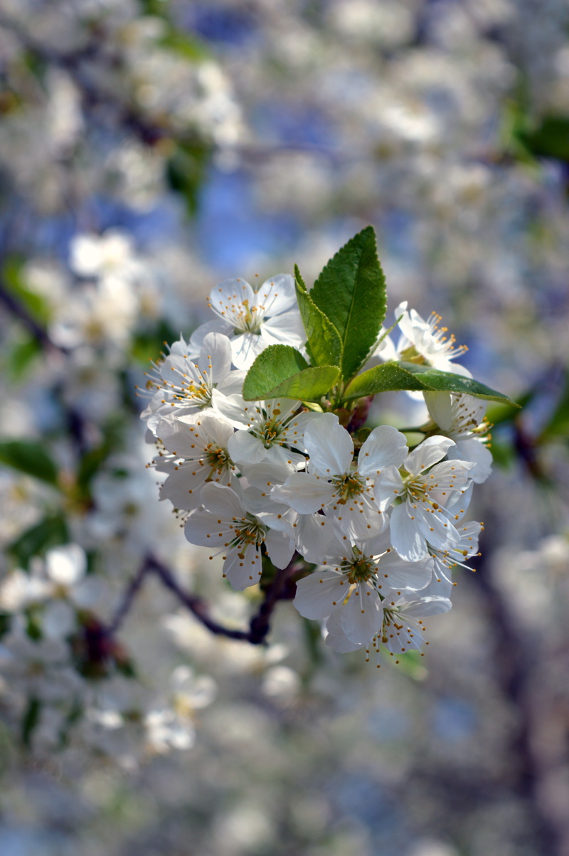 vulnerability, close-up, flowers, white flowers, branch, day, nature, pollen, outdoors, beauty in nature, blurred, flower head, blossom, fragility, softness