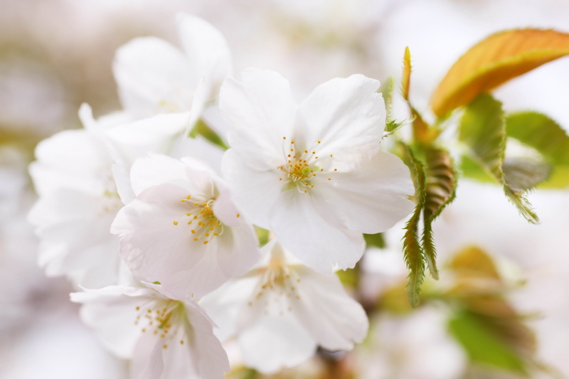flower, fragility, nature, close-up, tree, 4K, no people, beauty in nature, plant, vulnerability, pollen, flowering plant, selective focus, fruit tree