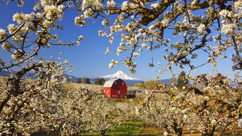 White, Trees, House, Blooming, Red, 1080P, Apple, Flowers, Garden