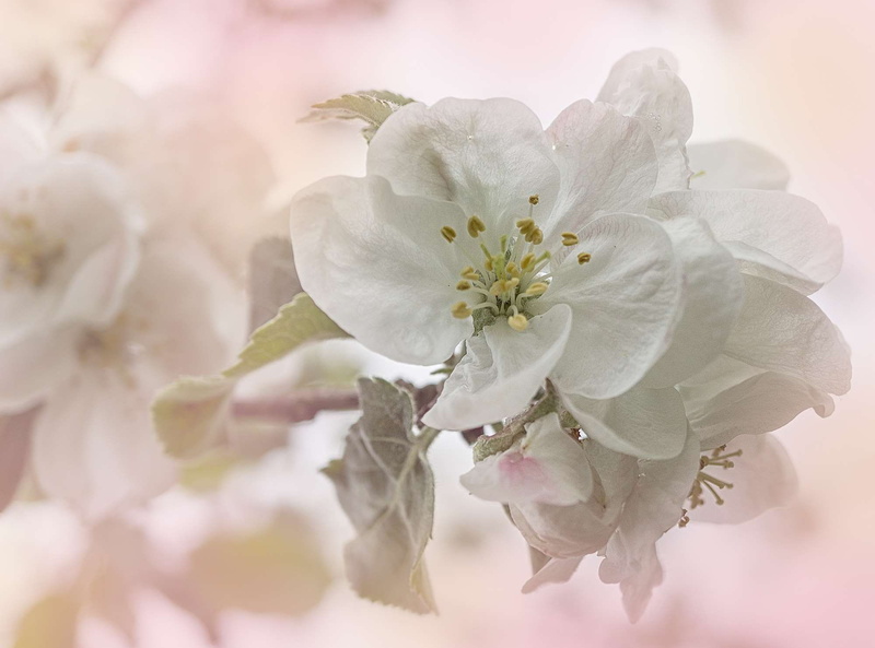 vulnerability, spring, fragility, flower head, fruit, plant, bloom, springtime, orchard, white color, day, fruits, tree, cherry tree, apple, softness, flowers