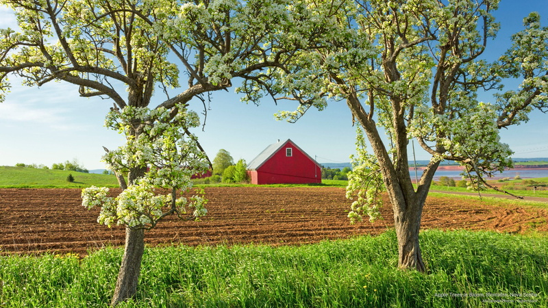 Spring/Summer, blomidon, apple, trees, nova, scotia, 2K, bloom