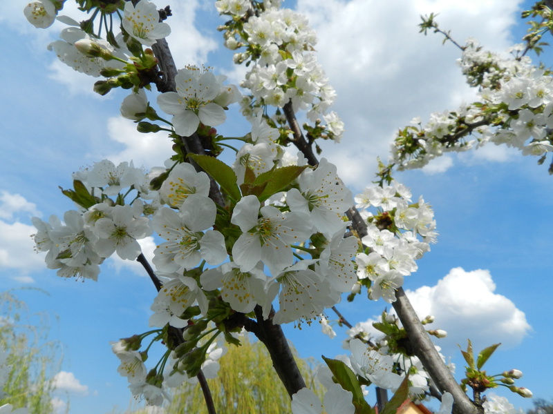 branch, cherry tree, pollen, tree, day, bunch of flowers, growth, blossom, flower, Nature, springtime, spring, no people, fragility, vulnerability, outdoors