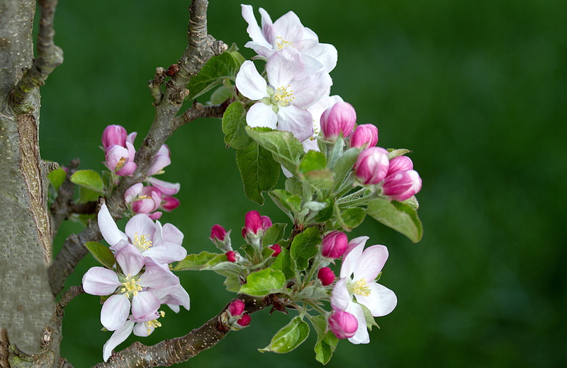 purple, springtime, flowering plant, pollen, 4K, tree, lilac, vulnerability, freshness, growth, orchard, nature, apple tree, close-up, day, fragility
