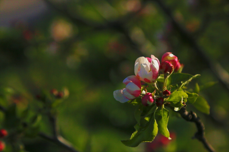 close-up, tree, plant, pink color, freshness, petal, 4K, blooming, bud, growth, fragility, springtime, red, apple, inflorescence, pink, focus on foreground