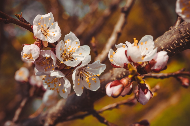 shoots, tree, pink, cherry blossom, plum, outdoors, no people, plant, spring, close-up, inflorescence, blossom, petal, 5K, cherry, nature, summer, bud