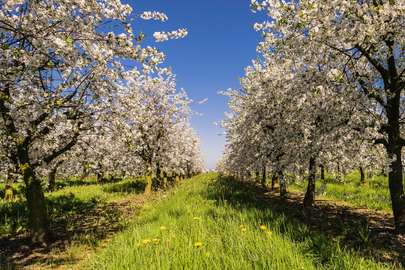 bio, white, apple tree flowers, growth, beauty in nature, day, freshness, flowering plant, no people, plant, spring, rural Scene, fruit tree plantation