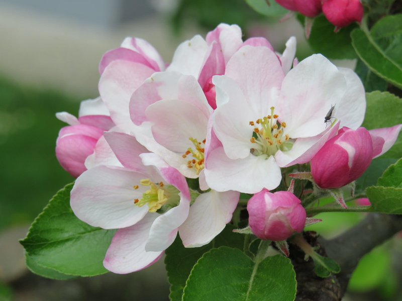 flower head, petal, flowering plant, springtime, vulnerability, blossom, inflorescence, outdoors, beauty in nature, 5K, freshness, pink color, plant part