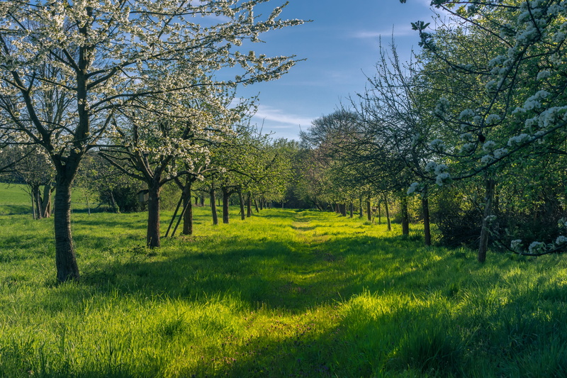 apple blossoms, sunlight, green color, bloom, landscape, land, non-urban scene, orchard, scenics - nature, meadow, 4K, tranquility, field, environment