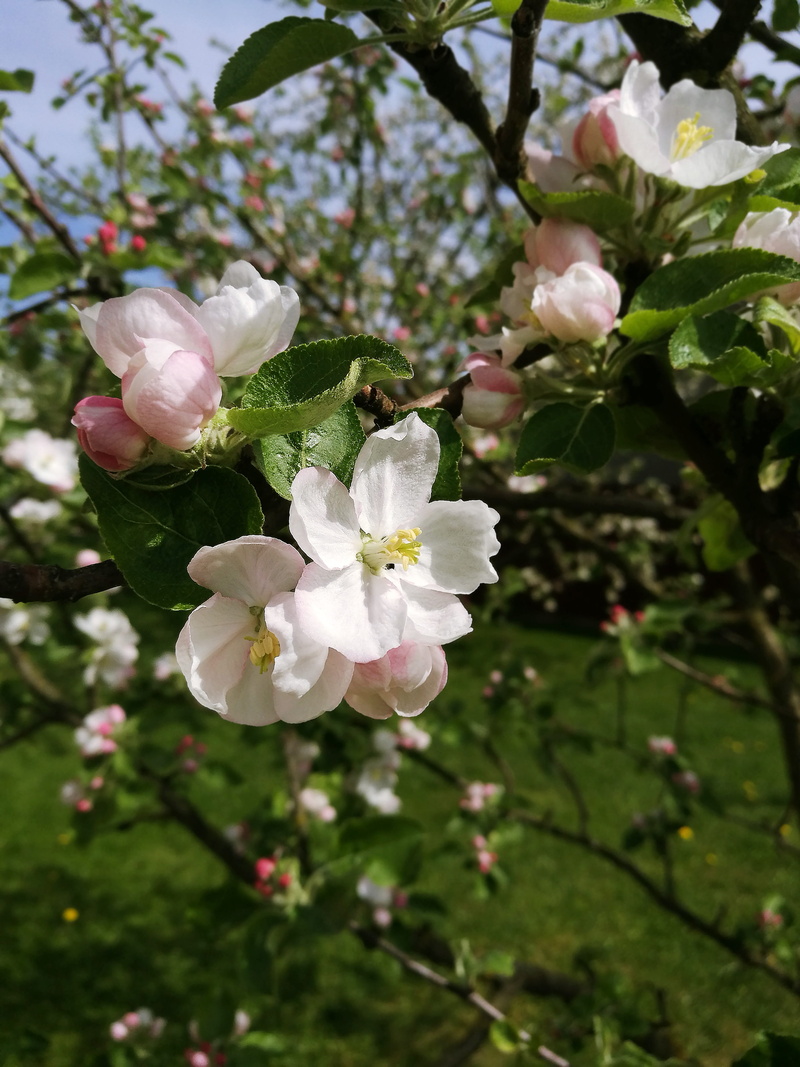 flower head, day, cherry blossom, petal, nature, growth, close-up, flowering tree, blooming apple tree, vulnerability, beauty in nature, blossom, spring