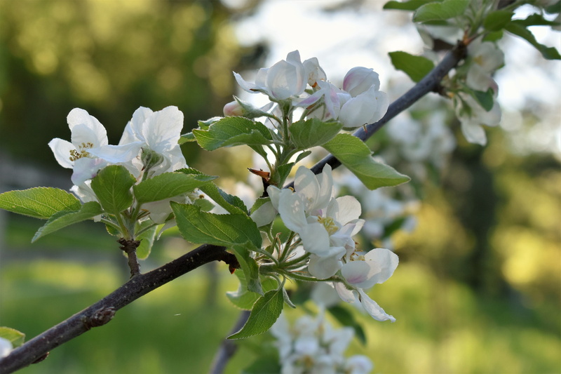 fruit, spring, garden, outdoors, vulnerability, nature, blossom, cherry blossom, no people, freshness, flowers, apple blossoms, white, bloom, growth, close-up