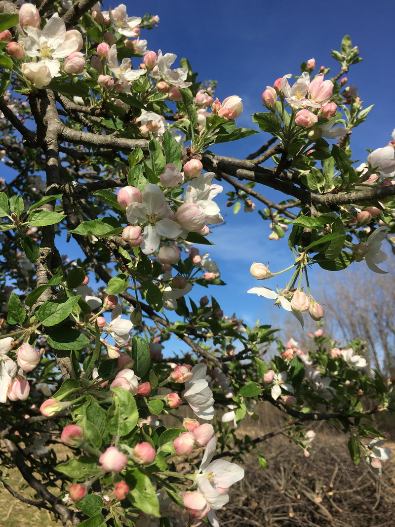 low angle view, apple blossoms, apple trees, branch, 4K, apple, leaf, flower head, close-up, freshness, sky, beauty in nature, spring, fragility, vulnerability
