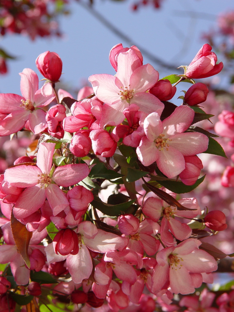 apple tree, inflorescence, flowering plant, close-up, Apple, growth, focus on foreground, fragility, vulnerability, tree, pollen, bunch of flowers, Crab