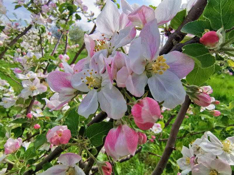 beauty in nature, 5K, plant, flower, no people, petal, outdoors, fragility, blossom, day, inflorescence, flowering plant, flower head, spring, vulnerability