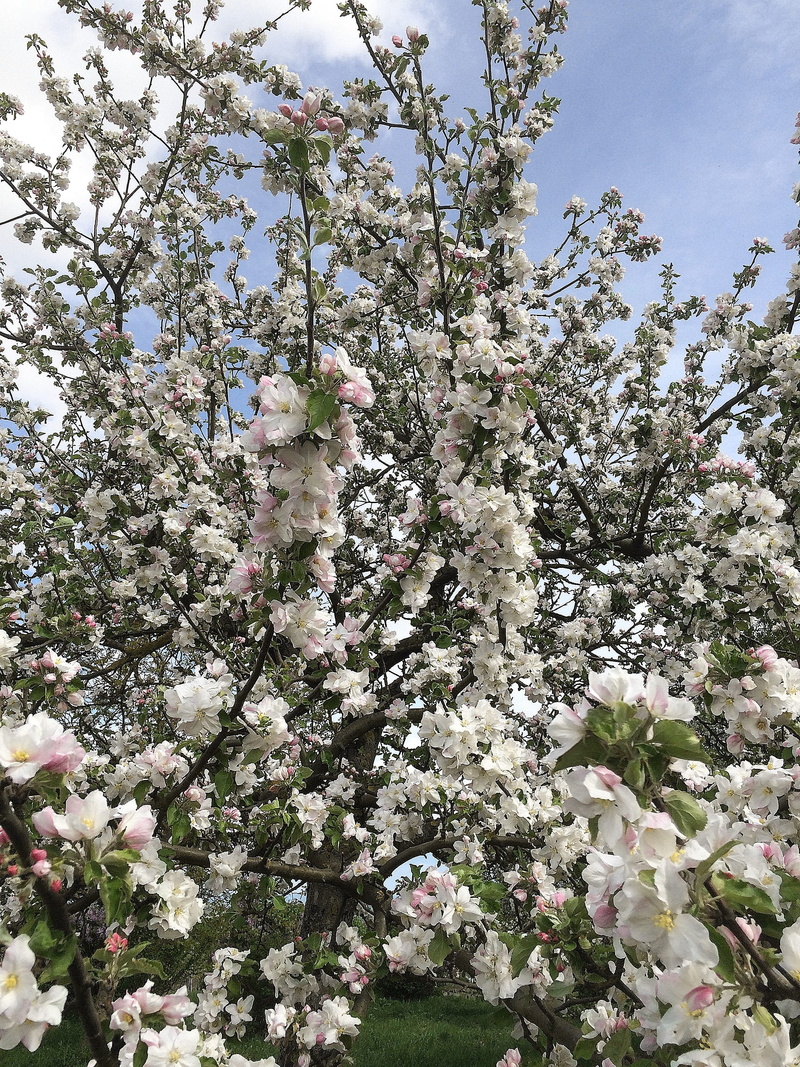 Bloom, flower, flowering plant, cherry blossom, 2K, apple tree, fragility, vulnerability, low angle view, flower head, abundance, plant, outdoors, day