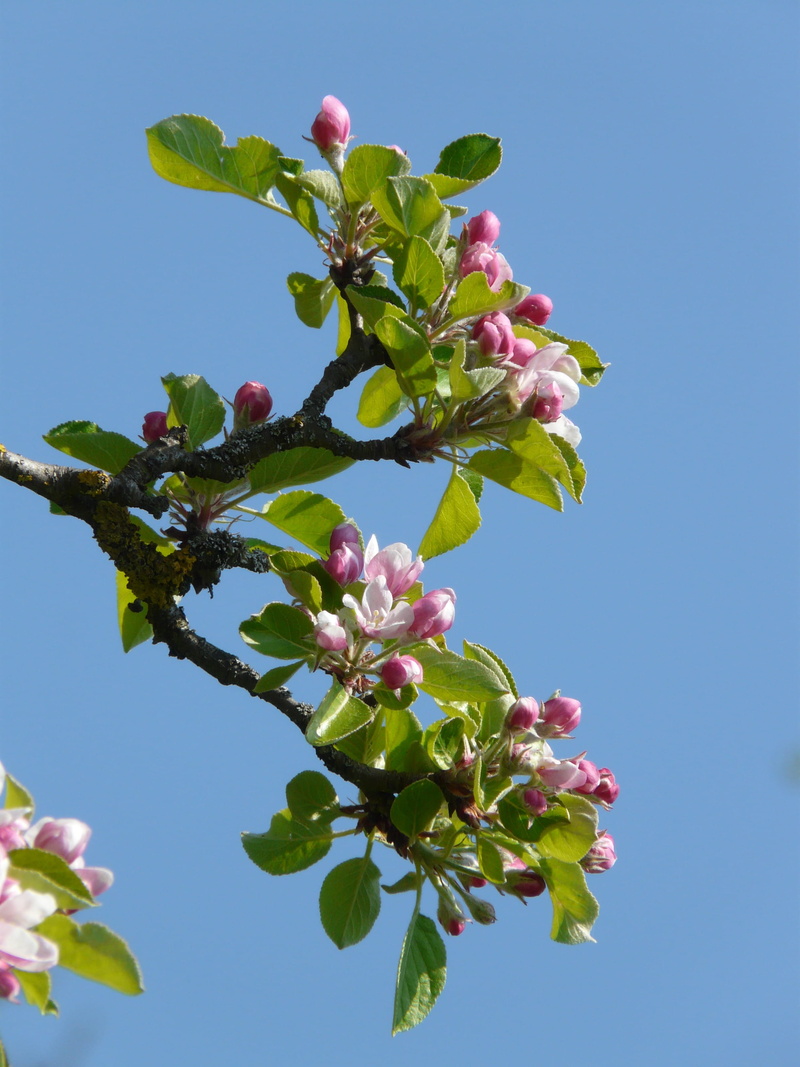 leaf, branch, tree, nature, outdoors, clear sky, close-up, springtime, sky, low angle view, plant, spring, Apple Tree, beautiful, flowering plant, flower head