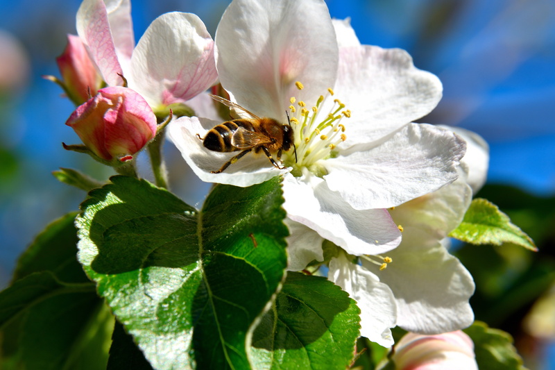 no people, tree, flower, 5K, animal themes, insect, pollination, plant part, blossom, summer, green, spring, bee, apple blossom, bloom, animals in the wild