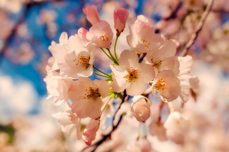 tree branches, plant, no people, flower head, garden, flowering plant, flora, cherry blossom, flower arrangement, bunch of flowers, tree, focus, flowers